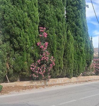 Coqueto Apartamento Murcia Eksteriør billede